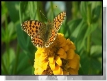 Motyl, Perłowiec malinowiec, Cynia