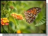 Motyl, Perłowiec malinowiec, Kwiaty