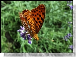Motyl, Perłowiec malinowiec, Lawenda