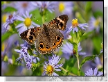 Junonia coenia, Kolorowy, Motyl, Astry, Marcinki