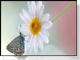 Motyl, Modraszek, Kwiat, Margerytka, Makro