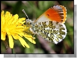 Motyl, Mniszek