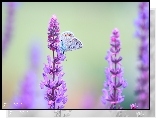 Modraszek, Motyl, Kwiaty