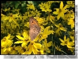 Motyl, Kwiaty, Nachyłek okółkowy