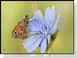 Motyl, Przestrojnik jurtina, Niebieski, Kwiat