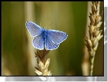 Niebieski, Motyl, Modraszek