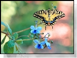 Motyl, Paź królowej, Niebieskie, Kwiatki