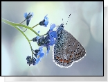 Motyl, Modraszek ikar, Kwiat, Niezapominajka, Makro