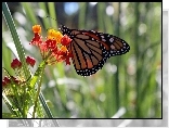Motyl, Monarch, Kwiatki, Ogród, Lato