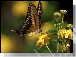 Motyl, Motylek, Żółte, Kwiatki