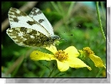 Motyl, Bielinek Rukiewnik, Żółty, Kwiatek