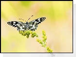 Motyl, Polowiec szachownica, Żółty, Kwiat