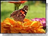 Motyl, Rusałka, Osetnik, Kwiat
