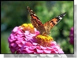 Motyl, Rusa�ka osetnik, Kwiat