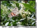 Motyl, Rusałka osetnik, Kwiat