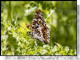 Motyl, Roślina, Ostrokrzew, Światło