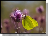 Motyl, Latolistek cytrynek, Kwiat, Ostrożeń polny