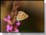Motyl, Modraszek agestis, Owad, Kwiat