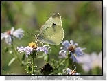 Motyl, bielinek, Owad, Biały