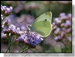 Motyl, Bielinek, Owad, Kwiaty
