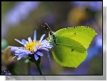Motyl, Cytrynek, Owad, Kwiat