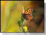 Motyl, Czerwończyk, Owad, Lato