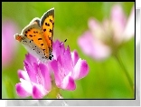 Owad, Motyl, Kwiat