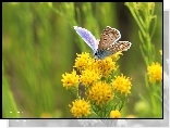 Motyl, Modraszek, Owad, Kwiaty