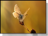Motyl, Modraszek, Owad, Roślina