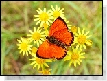 Owad, Motyl, Modraszek, Czerwończyk dukacik, Kwiatki, Żółte