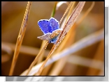 Owad, Motyl, Modraszek ikar, Trawa, Źdźbła, Rozmycie