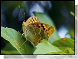 Motyl, Dostojka pandora, Liście