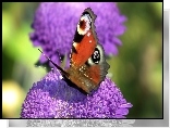 Motyl, Rusałka pawik, Kwiat