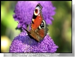 Motyl, Rusałka pawik, Kwiat