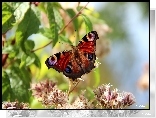 Motyl, Rusałka Pawik, Kwiaty