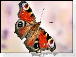 Motyl, Rusałka pawik, Makro