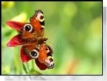 Motyl, Rusałka Pawik, Owad