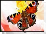 Motyl, Rusałka pawik, Zbliżenie