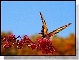 Piękny, Motyl, Kwiat