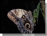 Piękny, Motyl, Liść