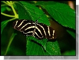 Piękny, Motyl, Liście