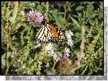 Motyl, Monarch, Polne, Kwiaty