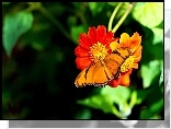 Pomarańczowy, Motyl, Kwiat