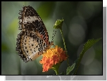 Motyl, Euthalia lubentina, Pomarańczowy, Kwiat