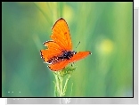 Pomarańczowy, Motyl, Owad