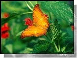 Pomarańczowy, Motyl, Pokrzywy