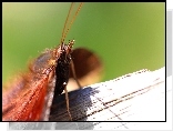 Motyl, Powierzchnia