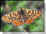 Motyl, Przeplatka aurinia