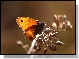 Przestrojnik, Motyl, Owad
