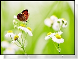 Motyl, Przymiotno